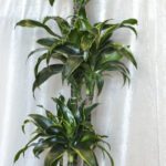Dracena Eldorado