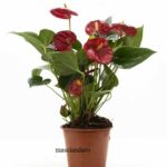 Pianta di Anthurium rosso