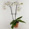 Phalenopsis 2 Rami con Vaso ceramica
