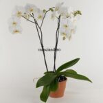 Phalenopsis 2 Rami con Vaso ceramica
