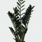 Zamioculcas con Vaso di Ceramica