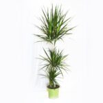 Dracena Marginata