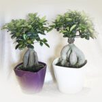 Bonsai Ficus con Vaso di Ceramica