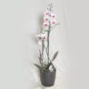 Phalenopsis 2 Rami con Vaso ceramica - immagine 2