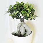Bonsai Ficus Ginseng