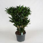 Dracaena compact a 2 t