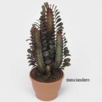 Euphorbia trigona h70