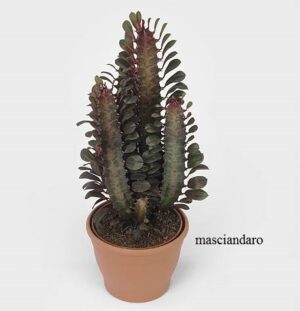 Euphorbia trigona h70
