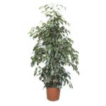 Pianta di Ficus Danielle H 165 cm