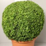 buxus a palla diam.40