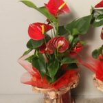 anthurium  vaso in vetro