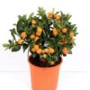 citrus calamondino