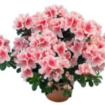 azalea