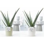 Aloe vera in vaso
