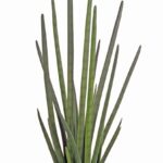 sanseveria cylindrica doppia