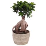bonsai ficus ginseng